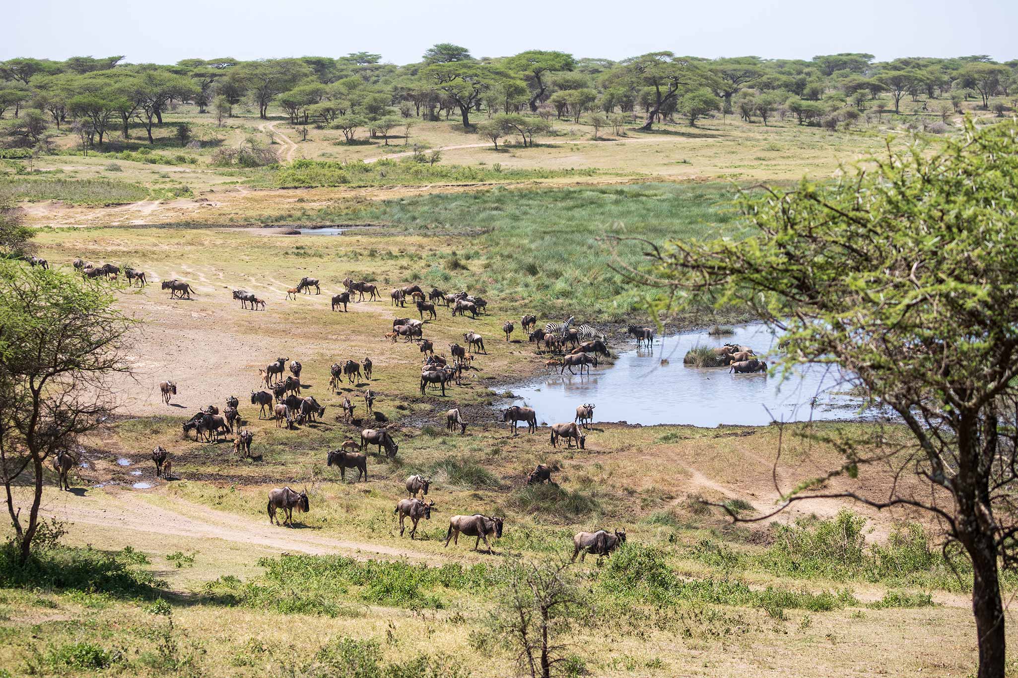 Safari Tour